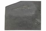 Pyritized Trilobite (Chotecops) Fossil - Bundenbach, Germany #209926-1